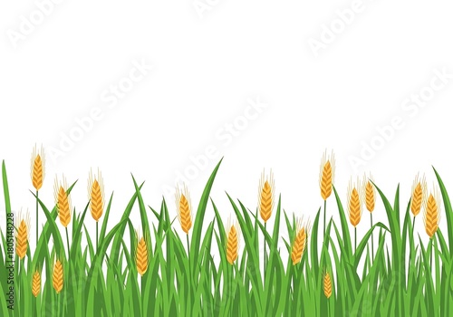 A horizontal border of green grass with numerous golden wheat ears isolated on white background