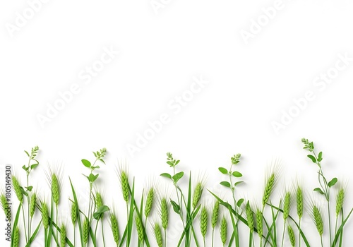 Green grass and plants isolated on white background, top border with copy space