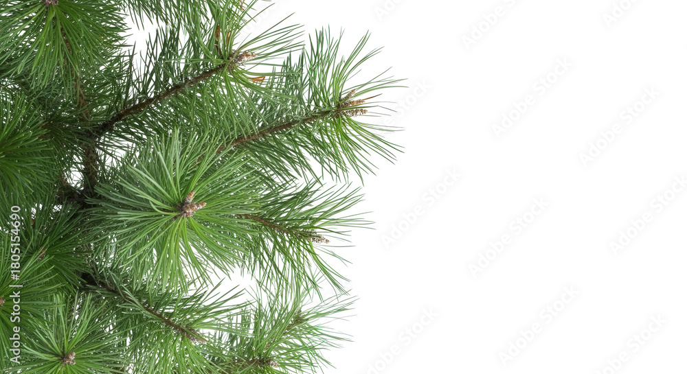 Obraz premium PNG of a lush green pine tree branch with long needles, isolated on a transparent background. Perfect for use in Christmas designs, winter-themed decorations, or festive holiday graphics.