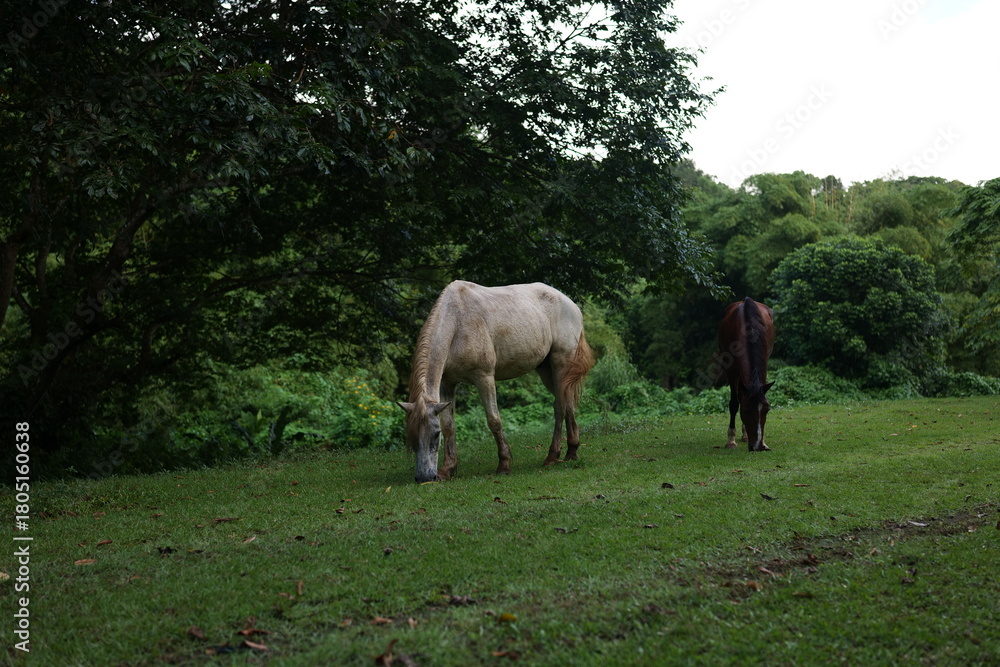 Fototapeta premium horses in the meadow