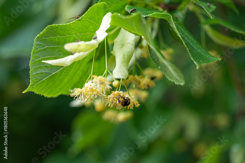 Close-up of a bee collecting nectar from blooming linden flowers. Soft green background and shallow depth of field highlight the delicate blossoms and the pollinating insect.