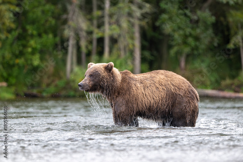 Alaskan brown bear standing in Brooks River