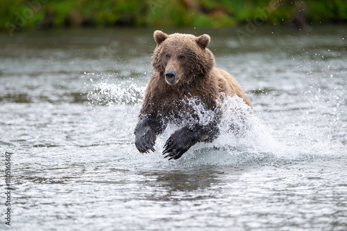 Alaskan brown bear chasing salmon in Brooks River