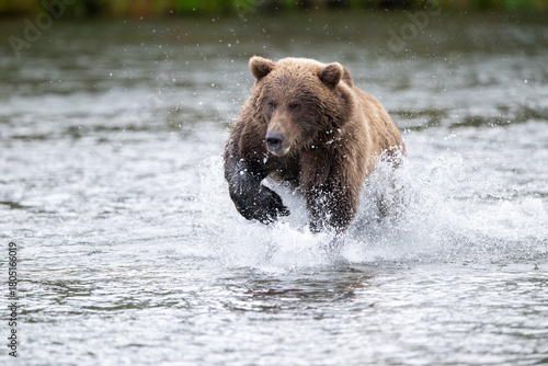 Alaskan brown bear chasing salmon in Brooks River