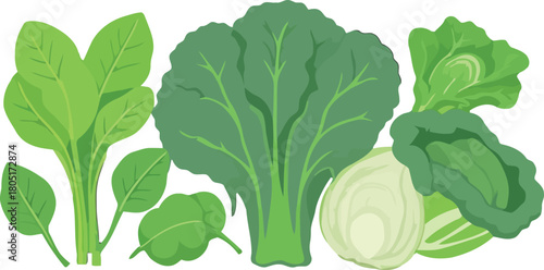 Fresh vegetables including marrow cabbage lettuce and spinach on white background