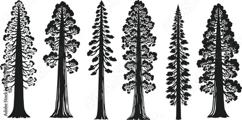 Towering Redwood and Giant Sequoia Tree Silhouettes Vector Pack, Massive Evergreen Nature Graphics, Tall Vertical Forest Elements, National Park and Wilderness Design Collection.