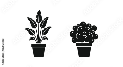 Two potted plants in monochrome a tall leafy plant and a rounded bush