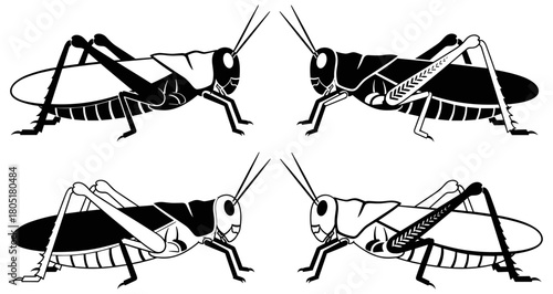 Stylized grasshopper anatomy, insect silhouette grid, black and white vector illustration, entomology design, educational bug art, species comparison