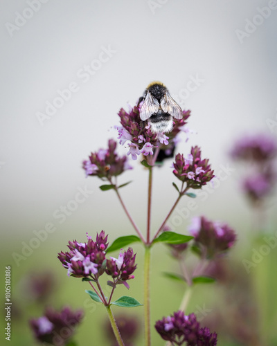 Macro shot of a bumblebee feeding on vibrant purple oregano flowers. Clean background and detailed textures of the bee’s wings and fur.