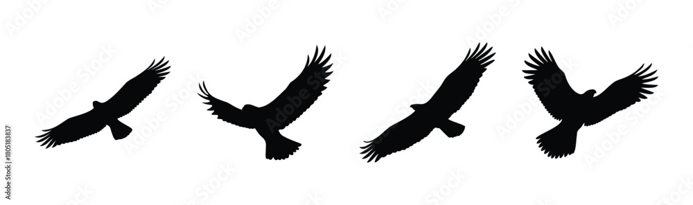 Fototapeta premium Flying eagle silhouettes showing various wing positions.