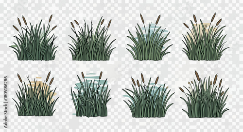 Cattail reeds collection with transparent background