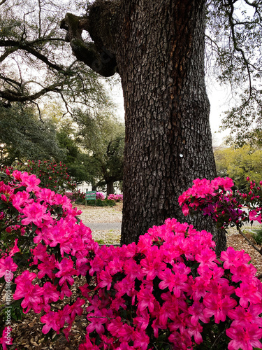 Bright pink azalea flowers surround a large tree trunk in a New Orleans park.