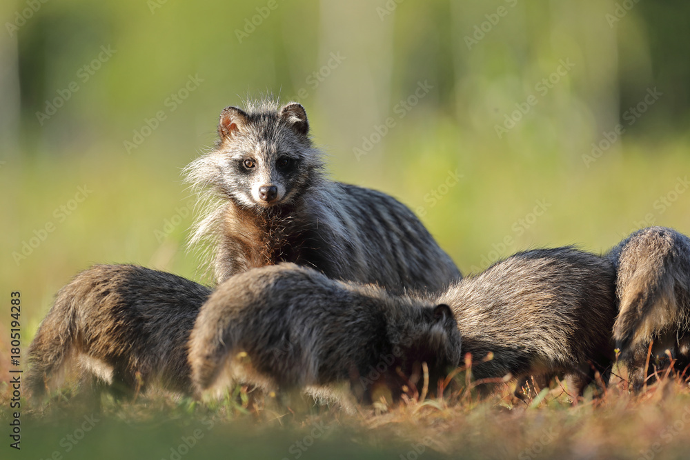 Fototapeta premium Jenot (Nyctereutes) raccoon dog