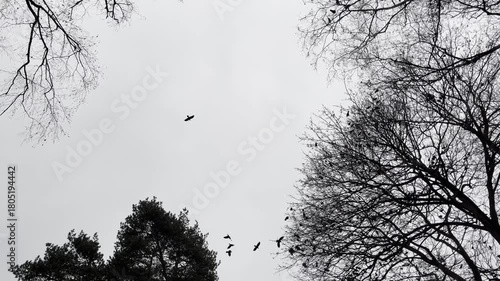Crows Flying In The Park In Autumn Day