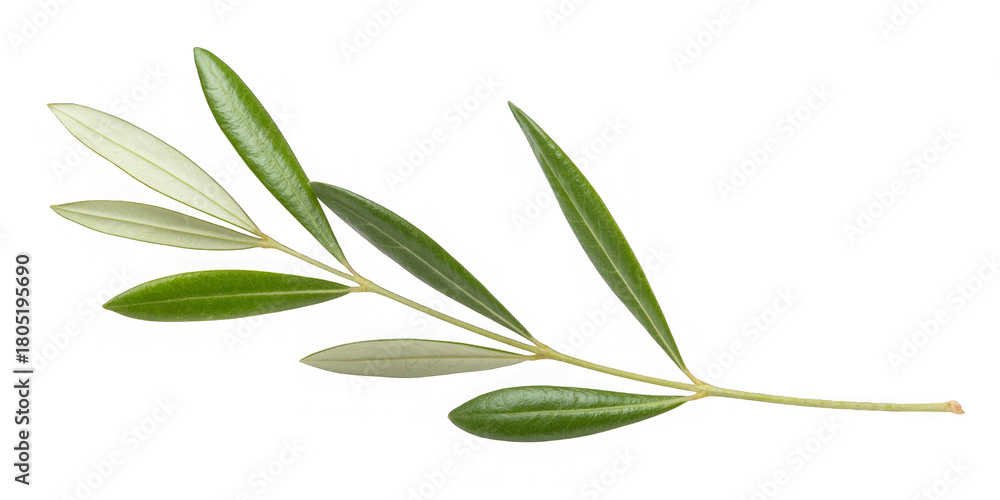 Fototapeta premium olive tree, twig with fresh green leaves isolated on white background, clipping path