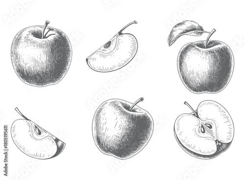 Vintage apple fruit collection in engraving style. Apple fruit sketch isolated on white background.