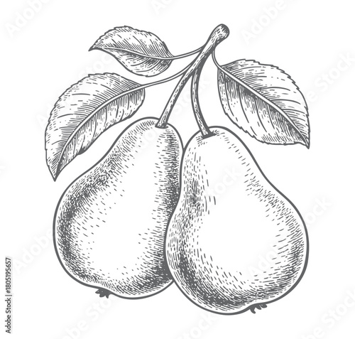 Vintage hand drawn pear branch in engraving style. Retro hand-drawn pear fruits on a leafy branch.
