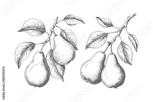 Vintage hand drawn pear branch in engraving style. Retro hand-drawn pear fruits on a leafy branch.
