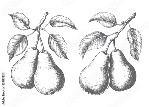 Vintage hand drawn pear branch in engraving style. Retro hand-drawn pear fruits on a leafy branch.
