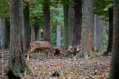 Dama dama and an important period of the year, the female rut. 