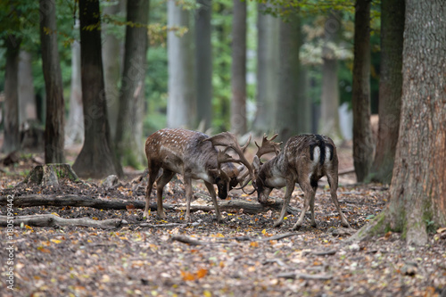 Dama dama and an important period of the year, the female rut. 