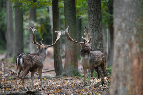 Dama dama and an important period of the year, the female rut. 