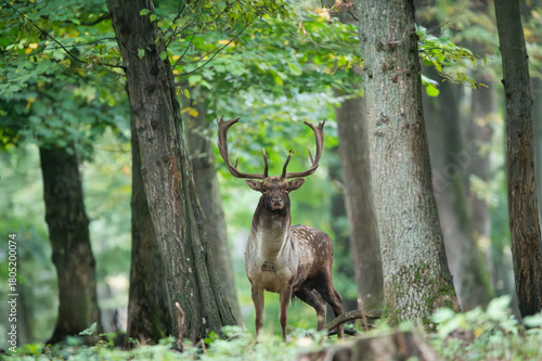 Dama dama and an important period of the year, the female rut. 