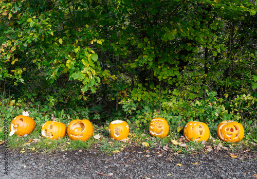 Halloween pumpkins left out as animal feed, UK.