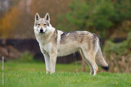 Obedient yellowish-grey Czechoslovakian Wolfdog posing outdoors standing on a green grass in autumn garden