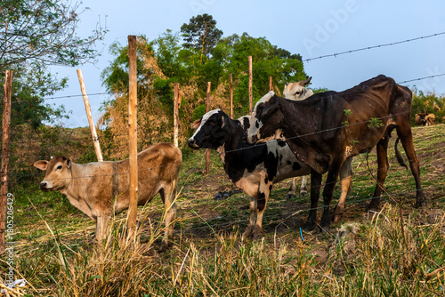 Group of cattle standing near a barbed-wire fence in a rural area, surrounded by vegetation. The scene highlights livestock farming, pasture management and agricultural life.