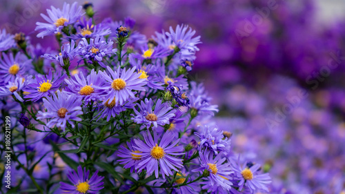 Detailed close-up of purple aster flowers with yellow centers against a soft, blurred violet bokeh background. Autumn floral concept.