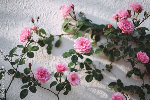 Blooming Pink Roses Climbing a White Wall During a Sunny Afternoon in a Tranq...