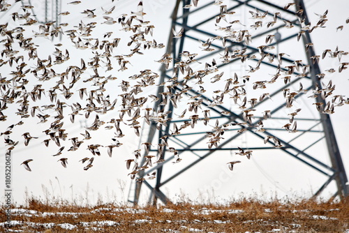 Wallpaper Mural Snow buntings flying near a hydro corridor in Ontario, Canada Torontodigital.ca
