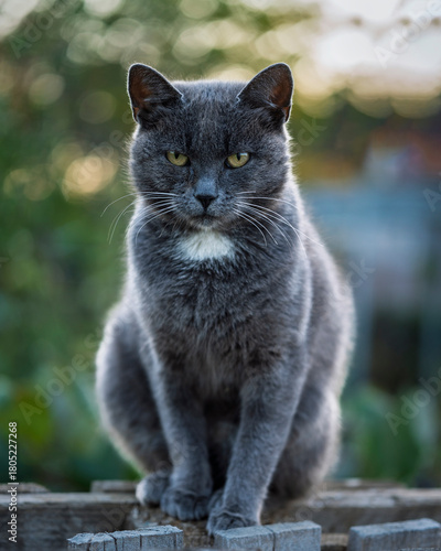 Wallpaper Mural gray cat on the fence looking towards you Torontodigital.ca