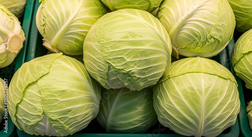 Fresh pale-green cabbages in a market basket