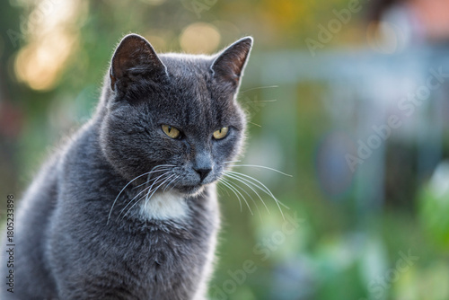 Wallpaper Mural close up of a cat Torontodigital.ca
