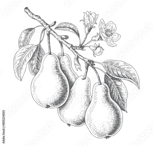 Valokuvatapetti Hand drawn pear engraving collection