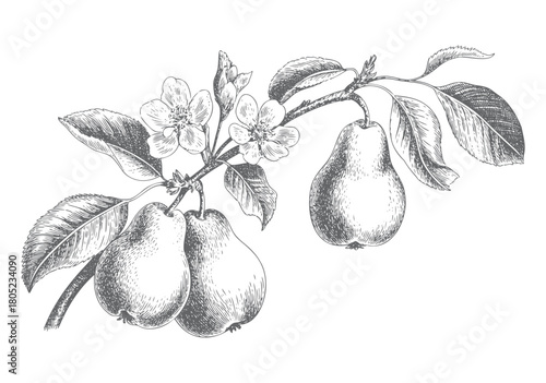 Valokuva Hand drawn pear engraving collection