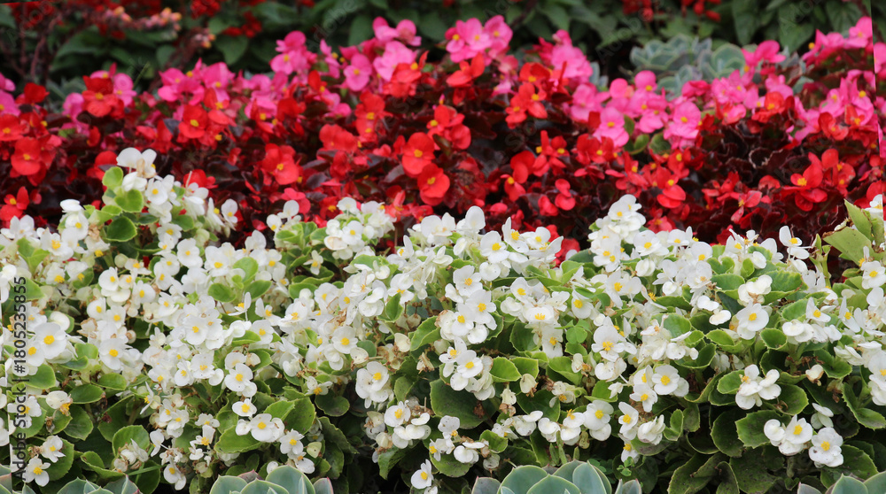 Fototapeta premium Begonia growing in a flower bed