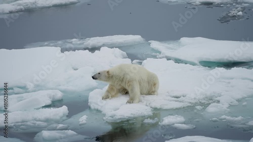 Solitary polar bear perched on a shrinking sea ice floe amid frigid open water, evoking vulnerability, climate warming, and the fragility of its marine habitat