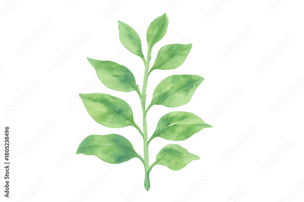 Fototapeta premium Watercolor botanical sprig creating natural greenery and organic decorative element on transparent background