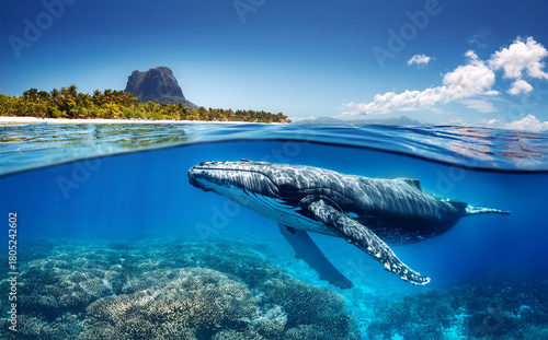 Indian Ocean, Mauritius Whale and humpback whale and vibrant coral reefs and sea Turtles. Mauritius island under waterfall, Mauritius undersea, Mauritius sea, humpback whale	