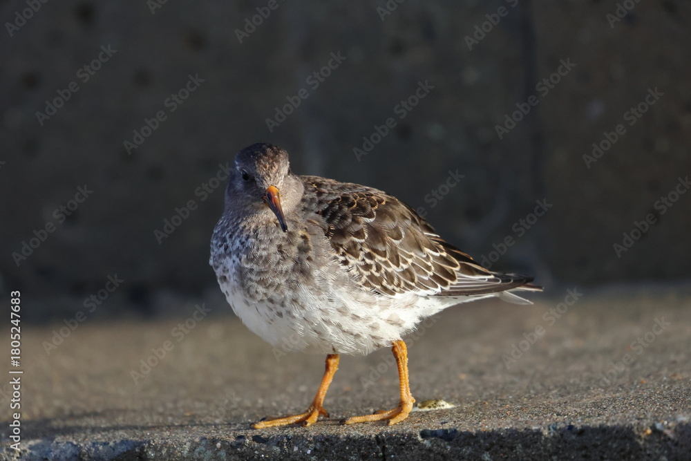 Obraz premium purple sandpiper