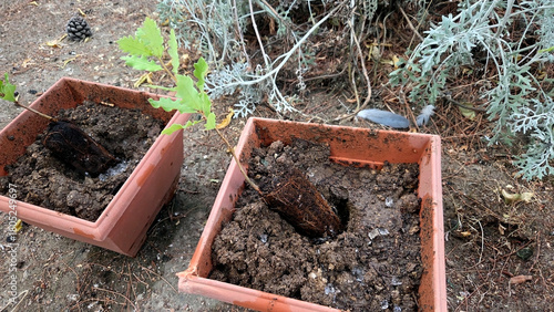 Wallpaper Mural Garden planting scene with young seedlings in soil for eco-friendly gardening. Portuguese sapling oak in a pot Torontodigital.ca