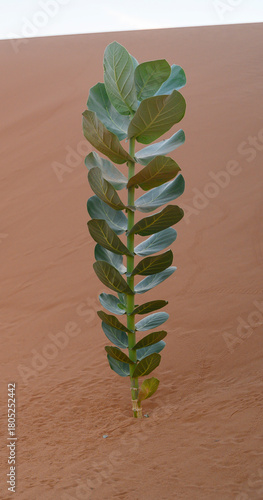A young Calotropis procera (apple of sodom) plant photographed in the harsh conditions of the desert.
