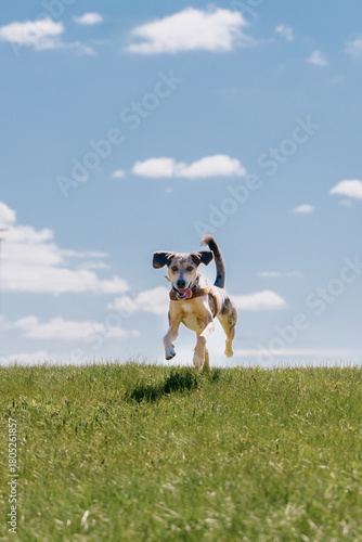 cheerful spotted Dog runs across field against blue sky background. dog is wearing collar, and she is enjoying herself. pet jumps over green grass. walking, animal training.