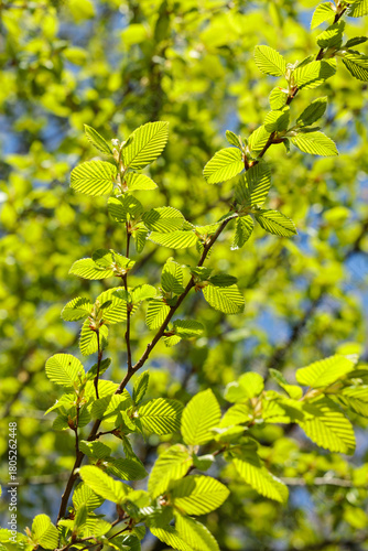 Close-up of young Carpinus betulus (European hornbeam) leaves glowing in bright spring sunlight against a blue sky. The vivid green tones symbolize new life and seasonal renewal