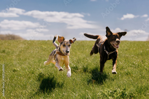 Two happy dogs are running across field against blue sky. spotted greyhound and Labrador retriever. pets enjoying themselves on walk. the dog jumps over green grass. walking, animal training.
