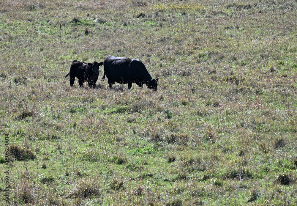 Fototapeta premium Black Cow and Calf