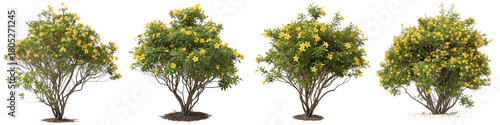 Isolated yellow azalea shrubs set on transparent background for architectural and landscape illustration
